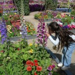 flowerfields