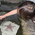 sealife