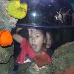 sealife