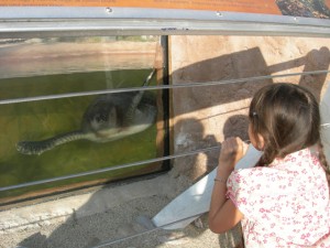 cvnc