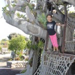 sdbgtree