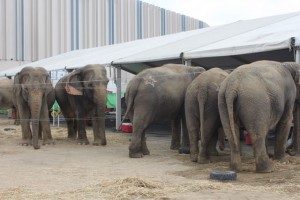 Ringling Animals ~ Behind The Scenes