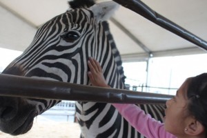 Ringling Zebra