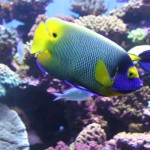 birchaquarium