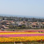 flowerfields