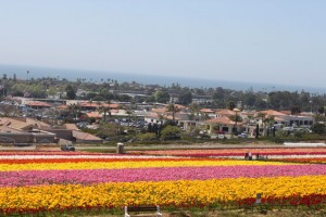 The Flower Fields at Carlsbad Ranch flowerfields