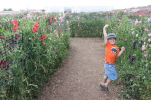 Sweet Pea Maze at The Flower Fields at Carlsbad Ranch sweetpeaflowerfields