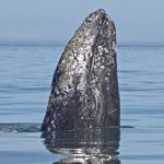 gray_whale